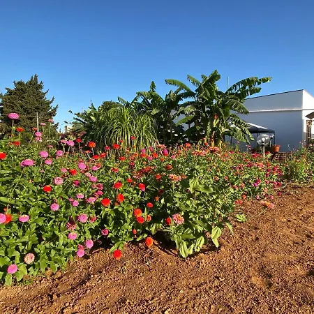 Bed & Breakfast Fellini