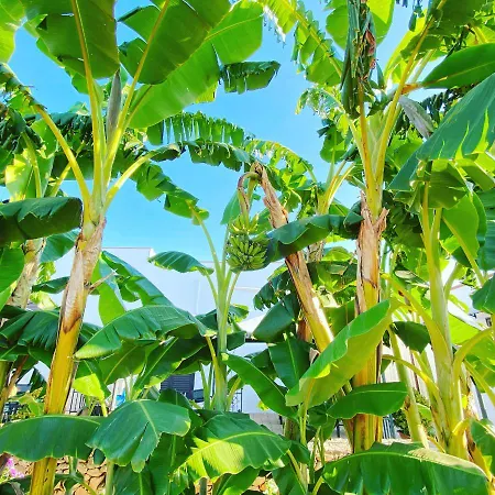 Bed & Breakfast Fellini 3*