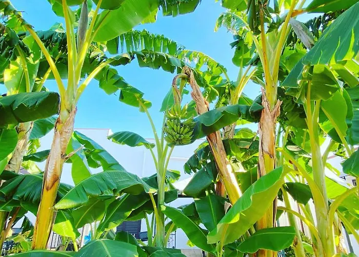 Готель типу 